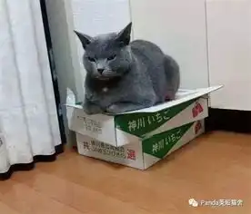 英短蓝猫天生霸道总裁,喜欢什么都要霸占,最后还是输给了纸箱子