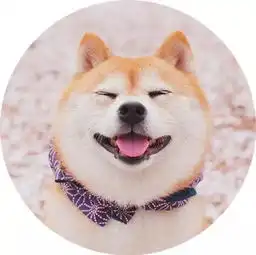 柴犬不仅以表情包著称,还有它的飞机耳
