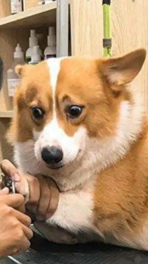柯基犬剪指甲,怕到不敢看,不看着剪还不放心,表情太狗了
