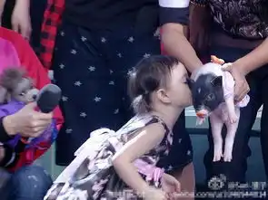 年度萌宠榜志玲奶牛值百万奥莉被摩擦猪抢镜

