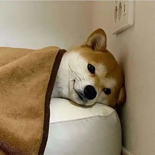 柴犬果然是表情包界的扛把子,有照片为证

