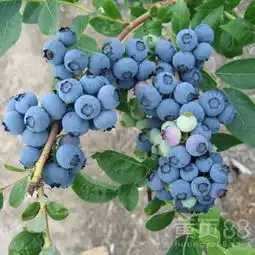 二年蓝莓苗价格是多少山东蓝莓苗