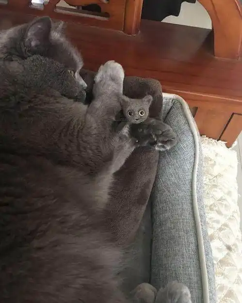 主人用蓝猫的毛做了一个猫毛毡,担心它会嫌弃,猫咪表情让人笑喷
