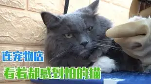 实心蓝猫跟吹风机干起来了一巴掌下去把自己给吓到了
