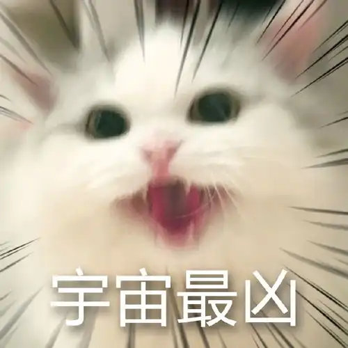 qq表情包白猫
