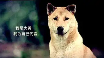流浪狗拦住路人要食物,当路人掏出身上的炸肉时,狗子的表情亮了
