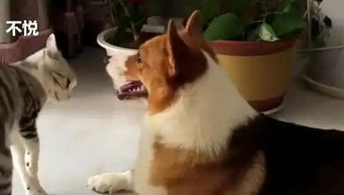 猫咪挑衅柯基,当它站起来的那一刻,主人举着手机后退
