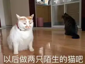 以后做两只陌生的猫吧一套可爱实用的猫咪表情包猫咪喵星人斗图表情
