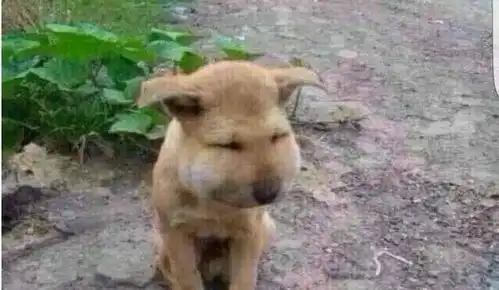 可怜的小狗狗跟着小主人去捅马蜂窝,结果悲剧...元芳你怎么看
