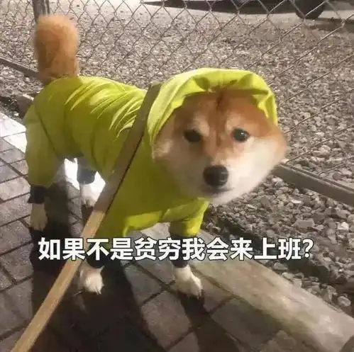 小动物表情包出炉