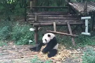 熊猫瘫完胜葛优躺软萌似芝麻汤圆
