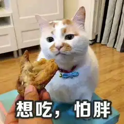 猫咪看到同伴吃完饭后,会自动把每个剩下的碗舔干净,真是个好猫

