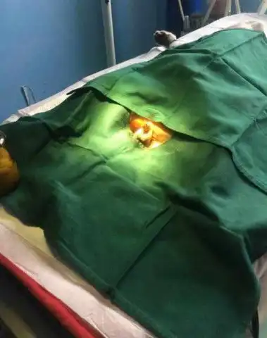 猫咪被送上手术台做绝育,露出这副表情,主人看了心都碎了
