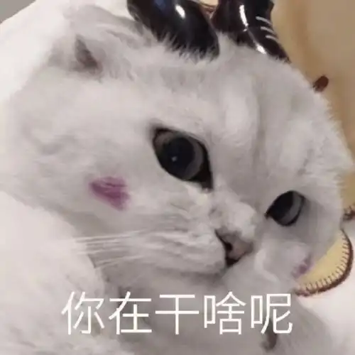 搞笑表情包,来自小猫咪的问候
