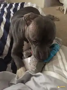 比特犬在得知自己被弃养后一脸伤心无助的表情
