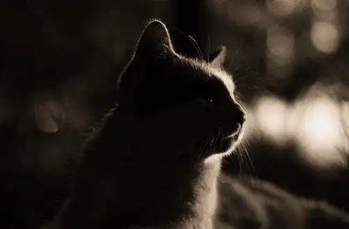 表情奇妙猫咪物语深夜防止猫叫的方法,深夜怎样防止猫叫宠物表情
