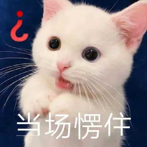 网红猫咪小奶猫蛋崽表情包二
