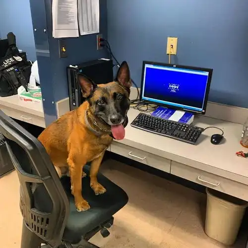 这警犬简直表情包网友它下班后跟我家傻狗差不多
