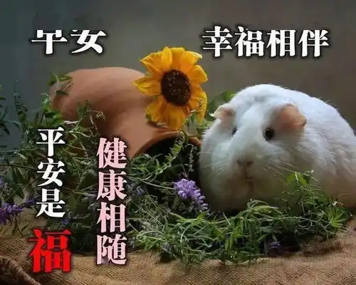 2020微信早安动态图片带字带祝福语温馨暖心的早安祝福图片精选
