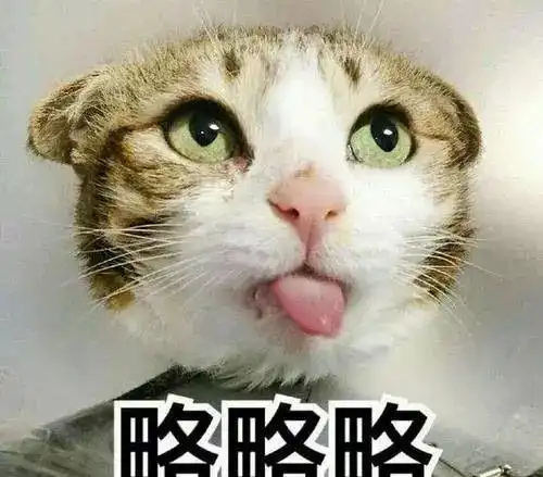 没想到有生之年,能成为拍猫达人
