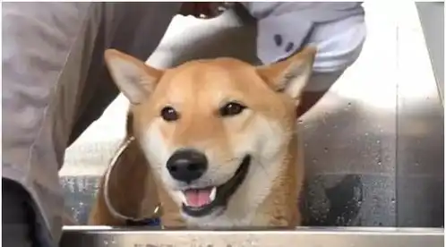 主人骗柴犬去吃好吃的,柴犬发现真相后笑容渐渐消失
