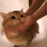 揭秘疯狂的猫爪杯为何爆红网络
