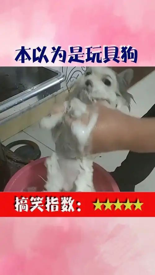 狗子对于洗澡这事,估计已经麻痹了,面无表情还以为是假狗呢
