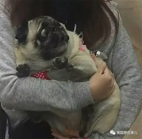 日本推年度最佳狗子大盘点,一年份的治愈都在这了

