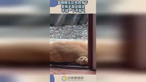 猫咪被压在狗狗身下,表情无助又搞笑,不挠一下不解气
