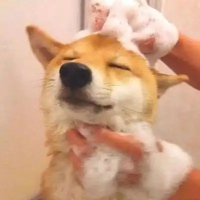 萌宠头像超级无敌可爱的柴犬啊

