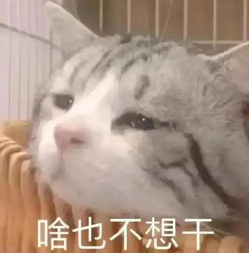表情包醒了没有,起来打工了
