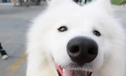 萨摩耶有泪痕正常吗