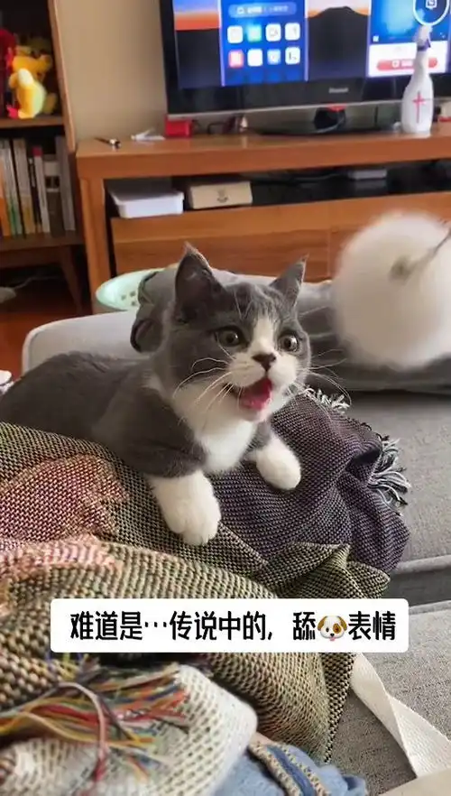 这猫露出了狗子般贪婪的表情,铲屎官很欣慰