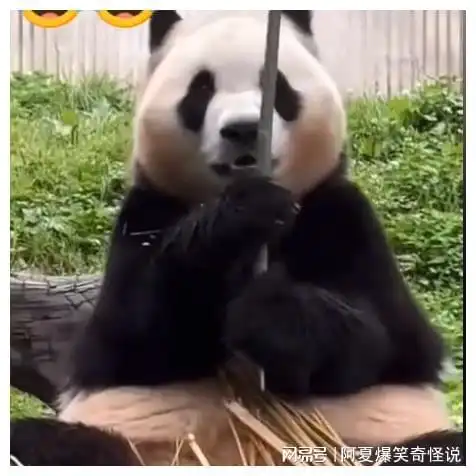 福宝熊猫基地,对香港居民免费开放,来看国宝表演吞剑吃竹子

