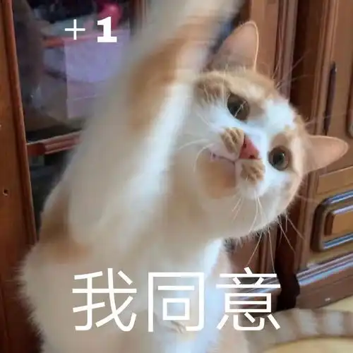 有关猫咪的毛发护理往这里看
