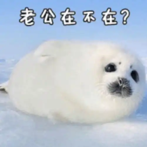 日常表情包分享第四期

