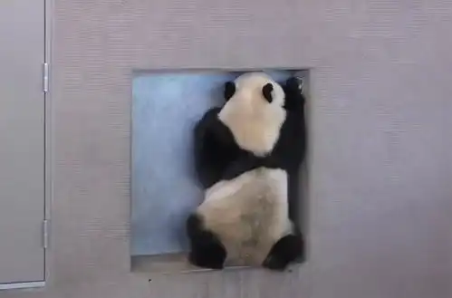 熊猫想当众越狱,发现门被锁后尴尬一笑你们啥也没看见,是吧
