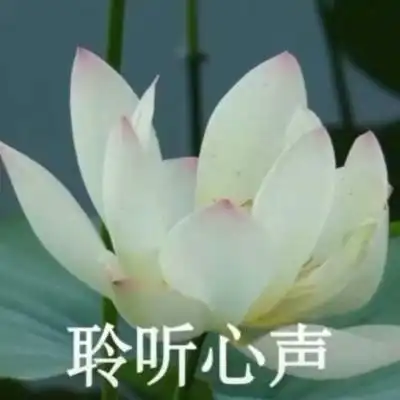 荷花头像带字图片微信头像荷花并配字
