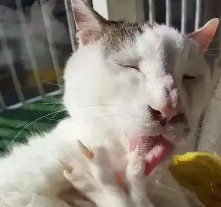 南京一女子拿出1万元给猫做了双眼皮手术,原因竟是她嫌猫太丑
