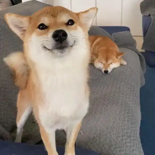 您好采访一下,你们柴犬的谄媚表情是全世界统一的吗