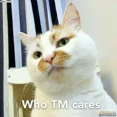 猫咪表情包