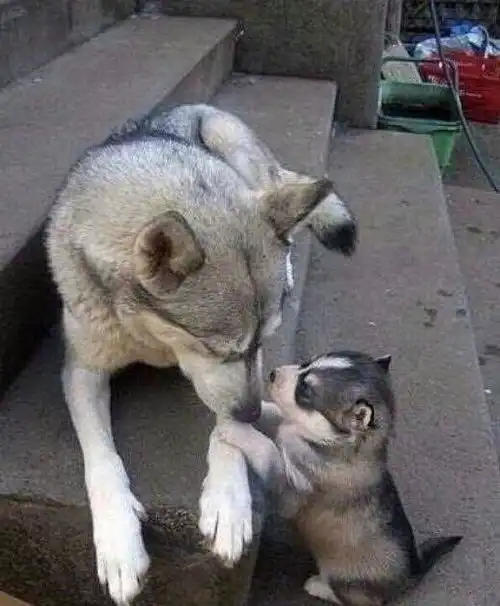 狗狗猫猫们,是我们行走的表情包

