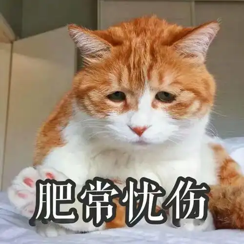可爱的猫咪表情大全,请收藏备用
