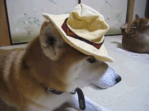 12张图证明柴犬就是个行走的表情包
