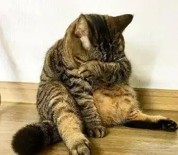 一只在肥胖界超越橘猫的猫咪,各种表情包,简直太可爱了
