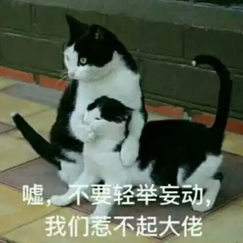 妈妈给俩孩子各养一只猫,谁成绩好谁的猫就能吃罐头,网友我也要为猫猫罐头而读书
