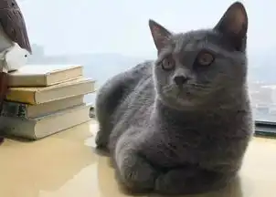 重庆有些年轻人平日里喊穷,背后里却有猫有狗
