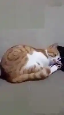 这只猫的女主人去了天国当猫在手机再次看到她的视频后...
