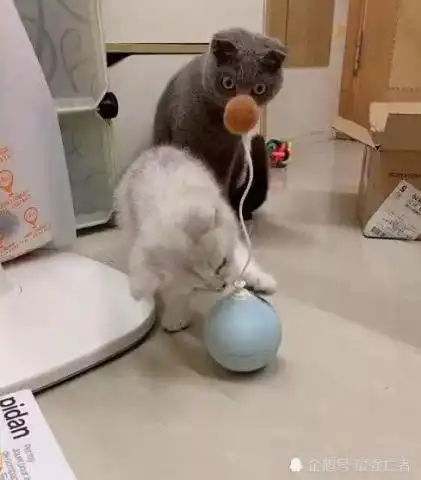 一只电动逗猫棒,小白猫玩的不亦乐乎,小蓝猫被吓出表情包
