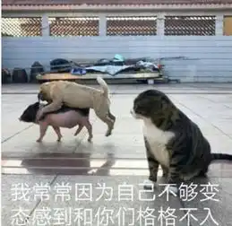 小猫咪,在线吼人我常常因为不够优秀,而感觉和你们格格不入
